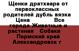 Щенки дратхаара от первоклассных  родителей(дубль вязка) › Цена ­ 22 000 - Все города Животные и растения » Собаки   . Пермский край,Александровск г.